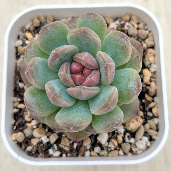 ■クリスタルムーン　実生オリジナル　繁殖苗 【多肉植物　ハオルチア　ハオルシア】 オリジナル交配苗、2024年の種蒔き。 | 多肉に、ほんろう。