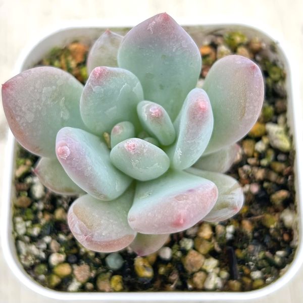 楽天市場】【当店農場生産】○多肉植物 エケベリア ホワイトプルド