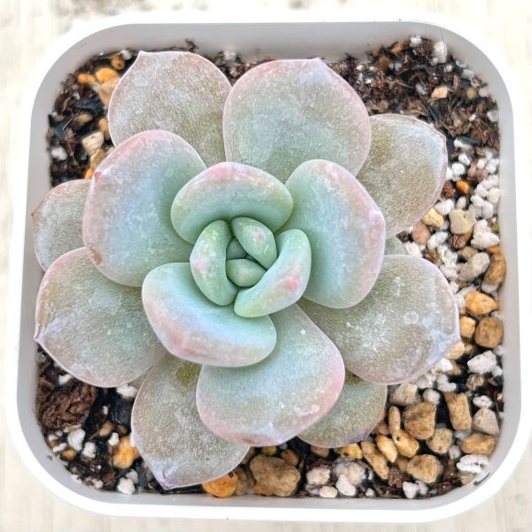 ★エケベリア Gommaria y0707-240 (農園プラティナ)(同梱発送) 韓国苗 / 多肉植物 / サボテン)