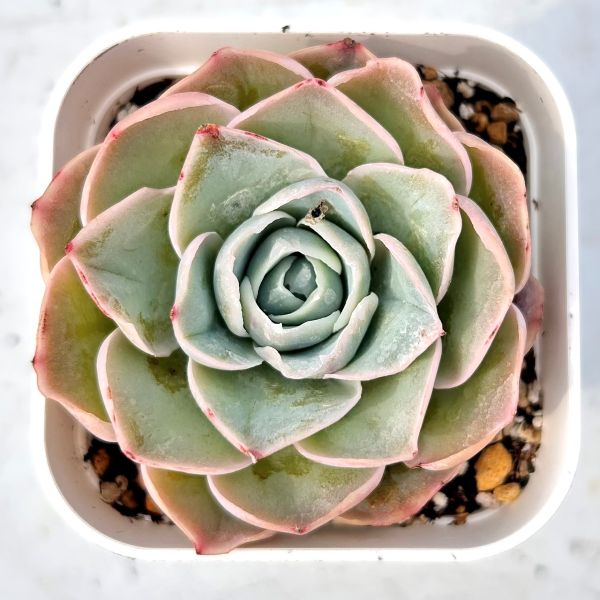 楽天市場】【当店農場生産】◎多肉植物 エケベリア アリエル錦 7.5