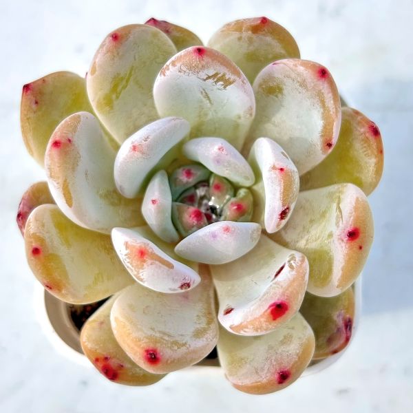 多肉植物 ❤️エボニー ジゼル ❤️吉赛尔❤️ 1大頭12cm!拔き苗