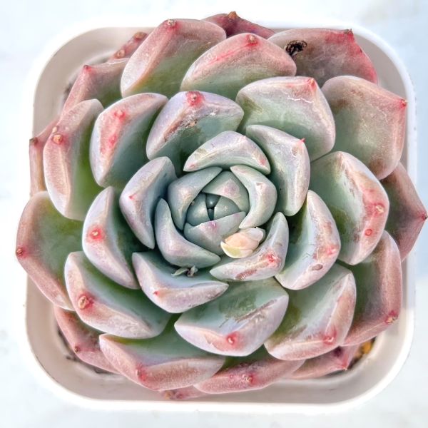 セール！多肉☆エケベリア・７種 楽天市場】【当店農場生産】○多肉植物 エケベリア 大和錦