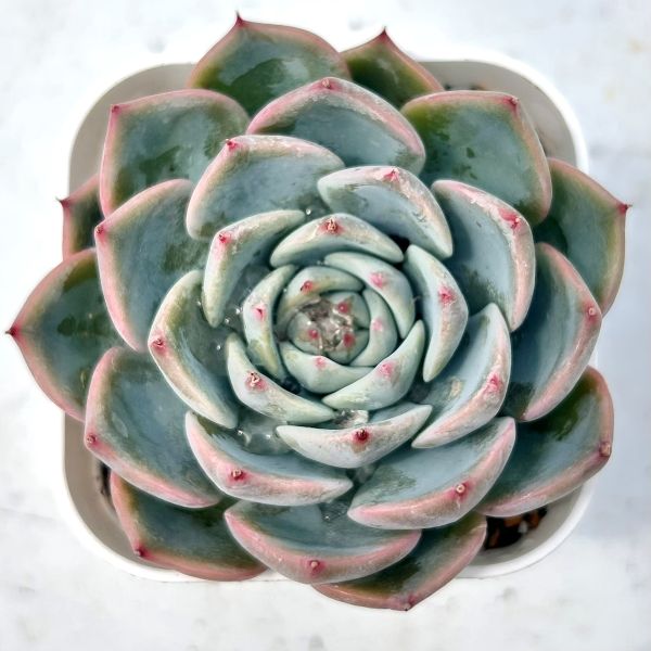 楽天市場】【当店農場生産】◎多肉植物 エケベリア シックドリーム 7.5