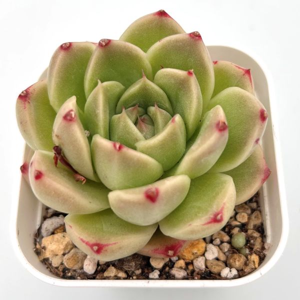 多肉植物　アリエル錦　輸入苗 楽天市場】【当店農場生産】◎多肉植物 エケベリア アリエル錦