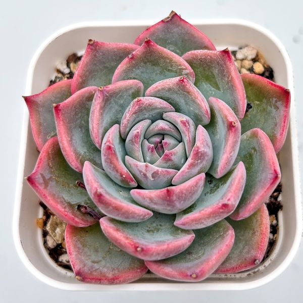 楽天市場】【当店農場生産】◎多肉植物 エケベリア アリエル錦