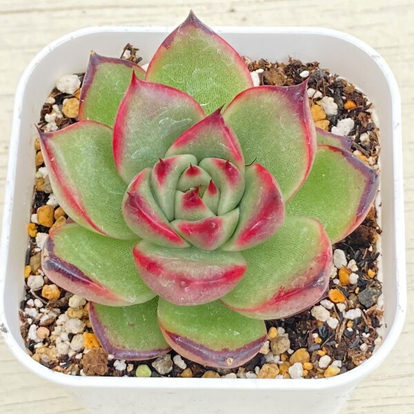 楽天市場】【当店農場生産】多肉植物 アガベ ペローナ 7.5センチポット