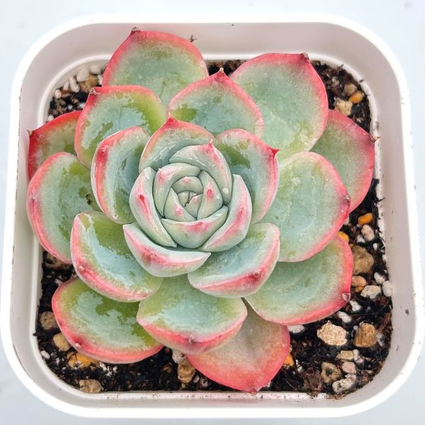 ダイヤモンドアートクラブ【多肉植物】 50953a6ed68590686e047aa73d87ca