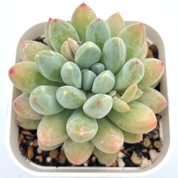 多肉植物　アリエル錦　輸入苗 楽天市場】【当店農場生産】◎多肉植物 エケベリア アリエル錦