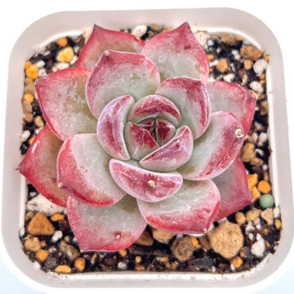 ダイヤモンドアートクラブ【多肉植物】 50953a6ed68590686e047aa73d87ca