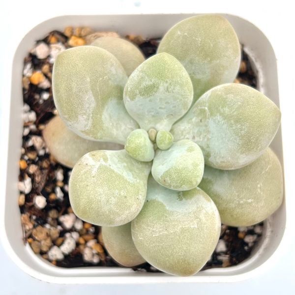 フレニュー錦色班双苗　多肉植物　パキフィツム Amazon｜A！！多肉植物 パキフィツム 月下美人錦 韓国苗 美苗