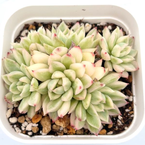 楽天市場】【当店農場生産】○多肉植物 エケベリア ブルーミニマ