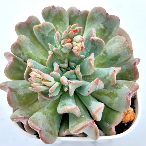 楽天市場】【当店農場生産】◎多肉植物 エケベリア アリエル錦 7.5