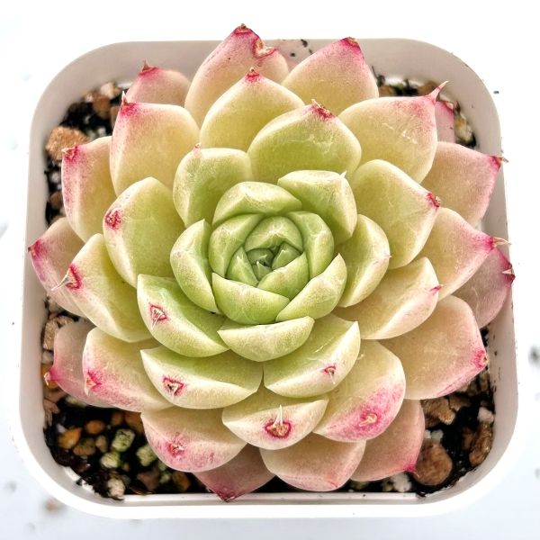 多肉植物　モンブラン ruruplant-store_taniku8775543