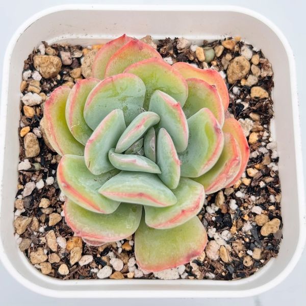 楽天市場】【当店農場生産】◎多肉植物 パキフィツム コンパクツム