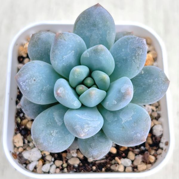 楽天市場】【当店農場生産】◎多肉植物 パキフィツム