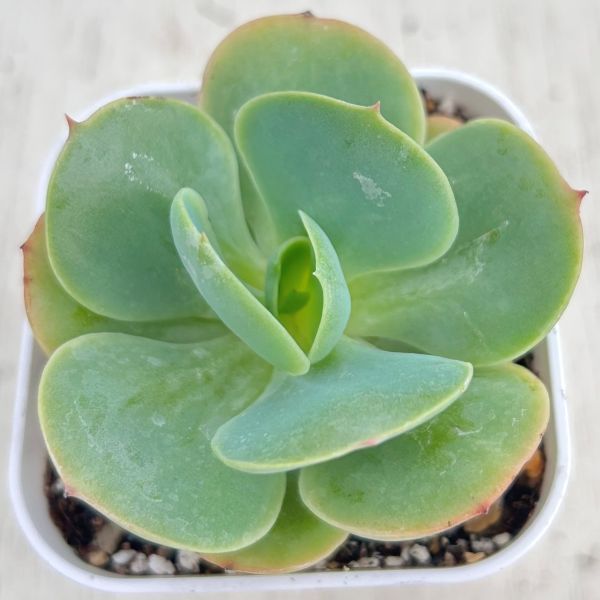 楽天市場】【当店農場生産】○多肉植物 エケベリア ベビーグリーン 7.5