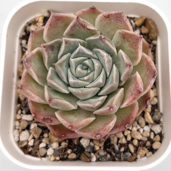 楽天市場】【当店農場生産】◎多肉植物 エケベリア シック