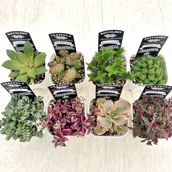 楽天市場】【当店農場生産】多肉植物 ハオルチア 7種類セット 2