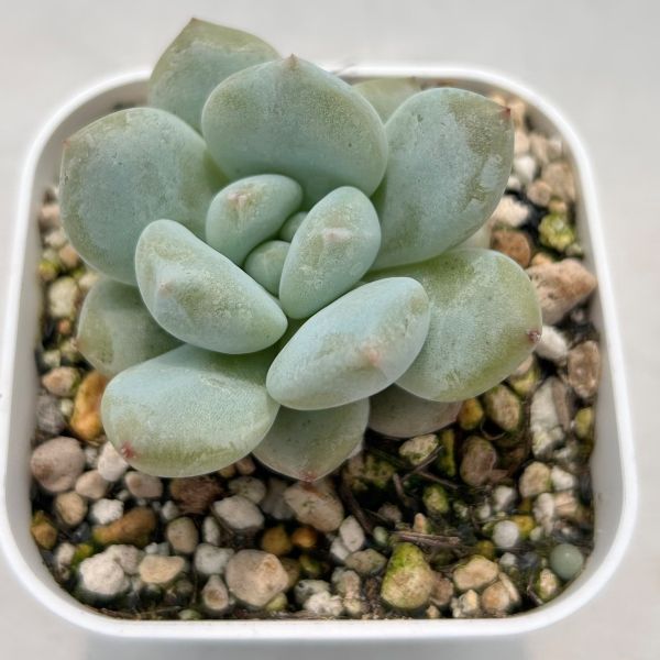 多肉♥️コンパクツム♥️3カット苗♥️ 多肉♥️コンパクツム♥️3カット苗♥️ 多肉♥️コンパクツム♥️3