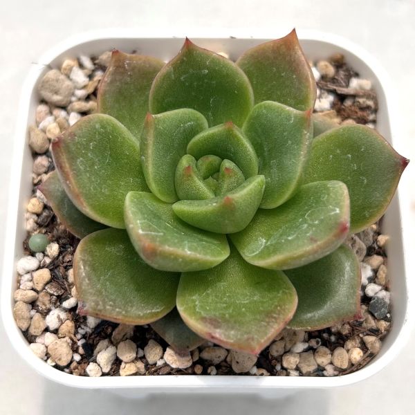 楽天市場】【当店農場生産】◎多肉植物 エケベリア ピンクジェニー 7.5