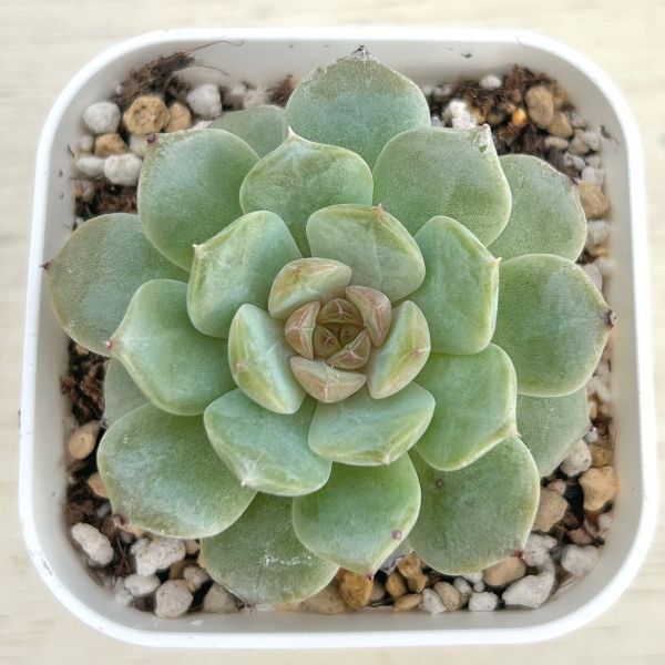 楽天市場】【当店農場生産】○多肉植物 エケベリア ピンクサクラ 7.5