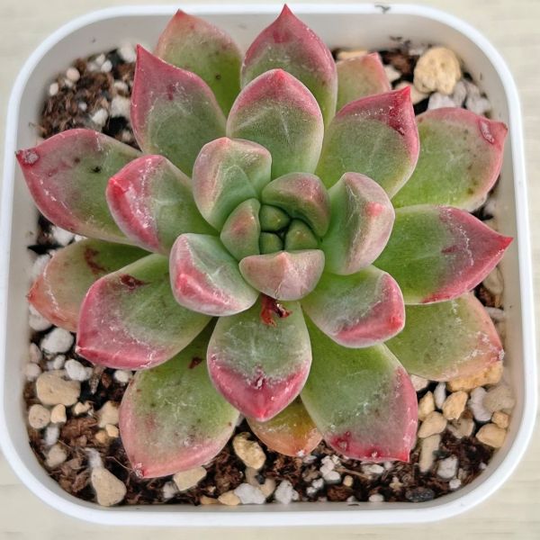 楽天市場】【当店農場生産】○多肉植物 エケベリア ピーチブロッサム