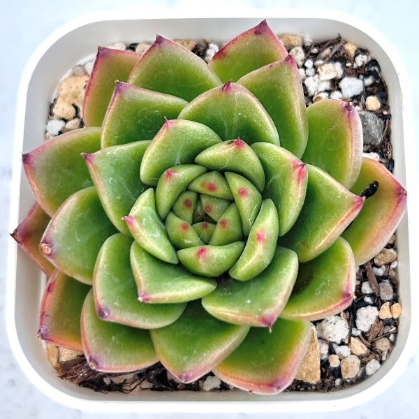 楽天市場】【当店農場生産】◎多肉植物 エケベリア ピンクジェニー 7.5