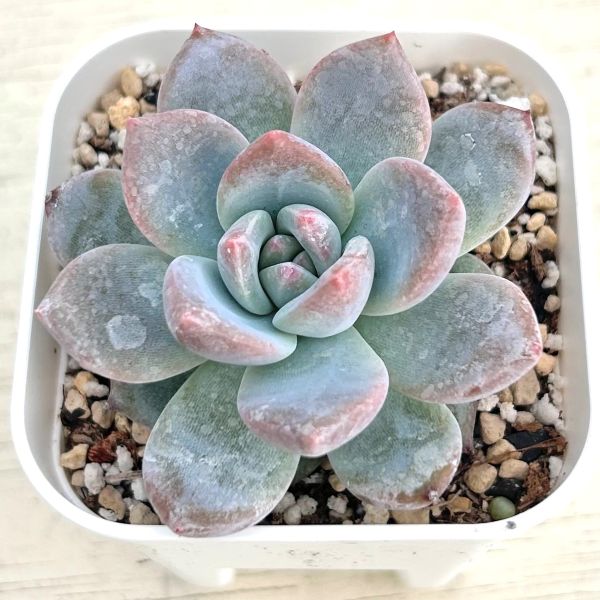 ジェニーミウル 多肉植物 ジェニーミウル 多肉植物 抜き苗 - メルカリ