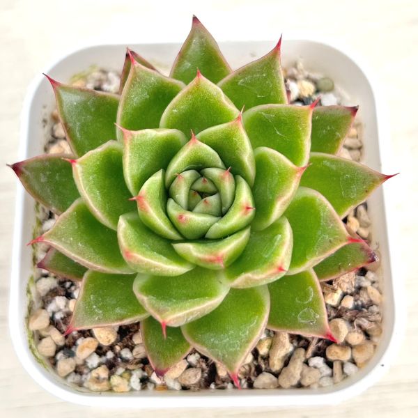 楽天市場】【当店農場生産】○多肉植物 パキベリア エンジェルス