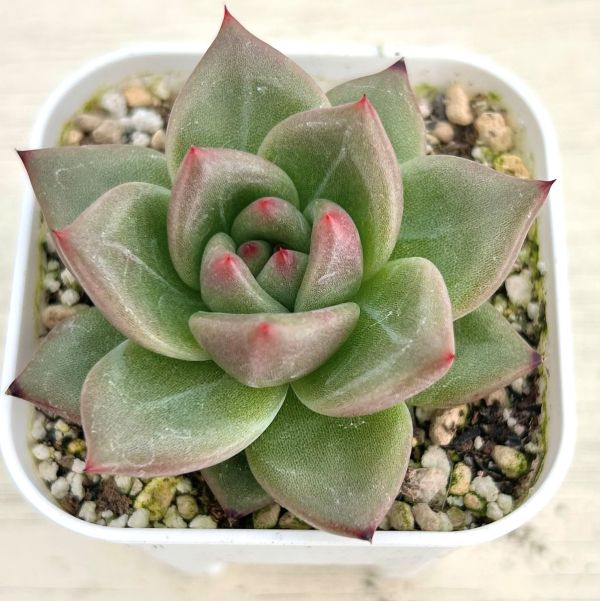 アルバビューティー 楽天市場】【当店農場生産】○多肉植物 エケベリア アルバ