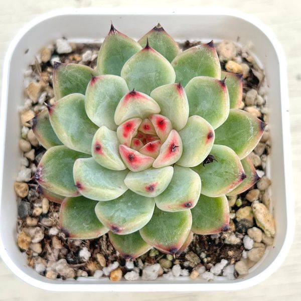 楽天市場】【当店農場生産】○多肉植物 エケベリア ブルーミニマ
