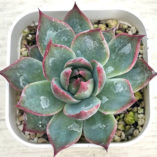 多肉植物⑤　パープソルム　大和錦　抜き苗 楽天市場】【当店農場生産】○多肉植物 エケベリア 大和錦