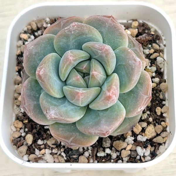 楽天市場】【当店農場生産】多肉植物 エケベリア シックドリーム 7.5