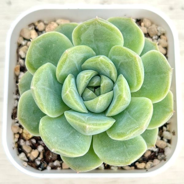 送料無料，人気SALE エケベリア24個 0930-D139 ジャスミン 多肉植物