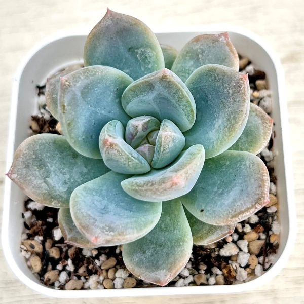 楽天市場】【当店農場生産】多肉植物 エケベリア シックドリーム 7.5