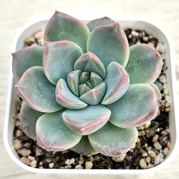 楽天市場】【当店農場生産】○多肉植物 エケベリア シュガーピンク