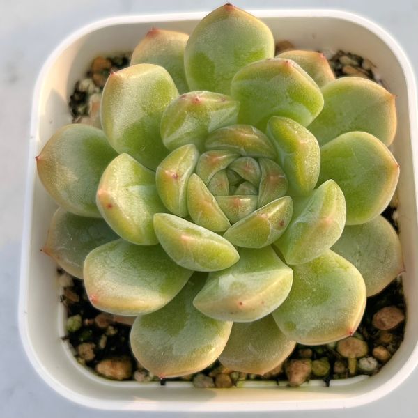 楽天市場】【当店農場生産】◎多肉植物 エケベリア シックリーフ