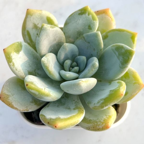 楽天市場】【当店農場生産】◎多肉植物 エケベリア シックリーフ