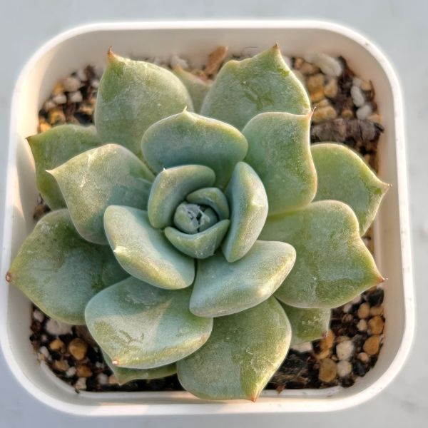 楽天市場】【当店農場生産】○多肉植物 エケベリア アルバ×モンローHyb