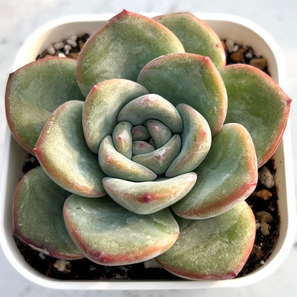 楽天市場】【当店農場生産】多肉植物 セネシオ エンジェル