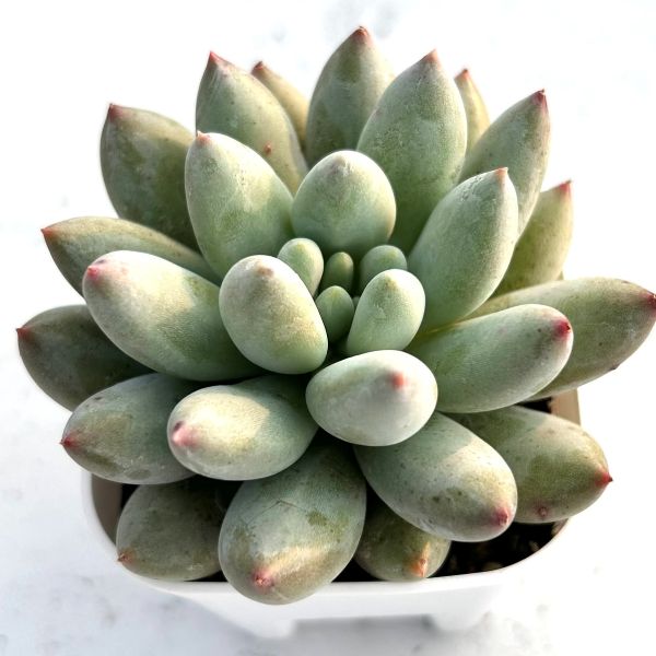 多肉植物　モンブラン 楽天市場】モンブラン エケベリア属 多肉植物 9cmポット観葉植物