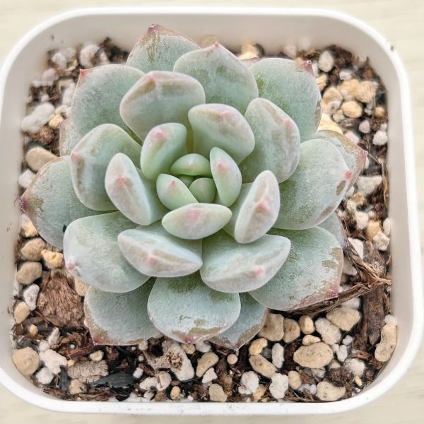 楽天市場】【当店農場生産】○多肉植物 エケベリア ピンクサクラ 7.5