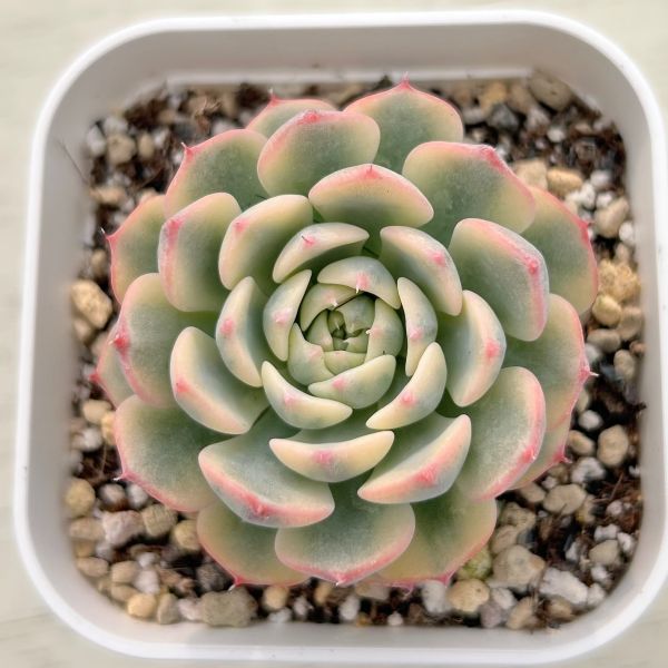 楽天市場】【当店農場生産】多肉植物 エケベリア メビナ錦 7.5