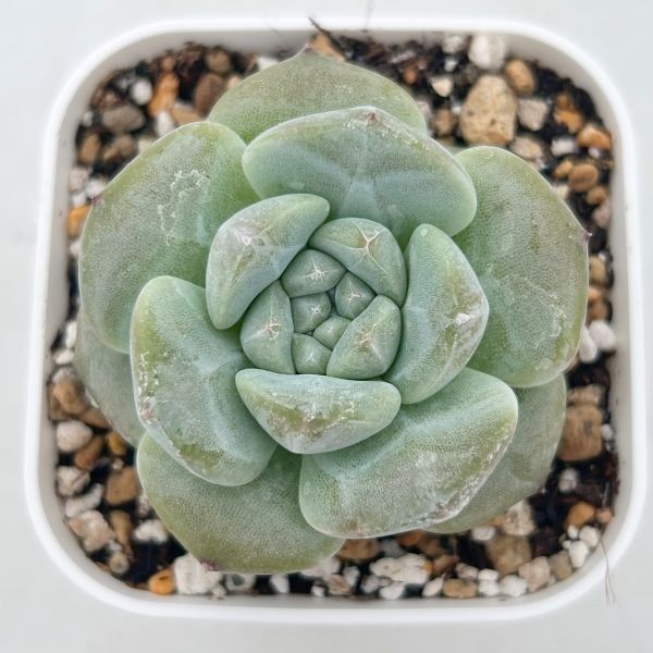 楽天市場】【当店農場生産】◎多肉植物 エケベリア パープル