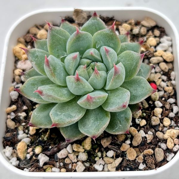 専用　23 アリエル錦　大きめ　サービス品　抜き苗　多肉植物　韓国苗 専用 23 アリエル錦 大きめ サービス品 抜き苗 多肉植物 韓国苗