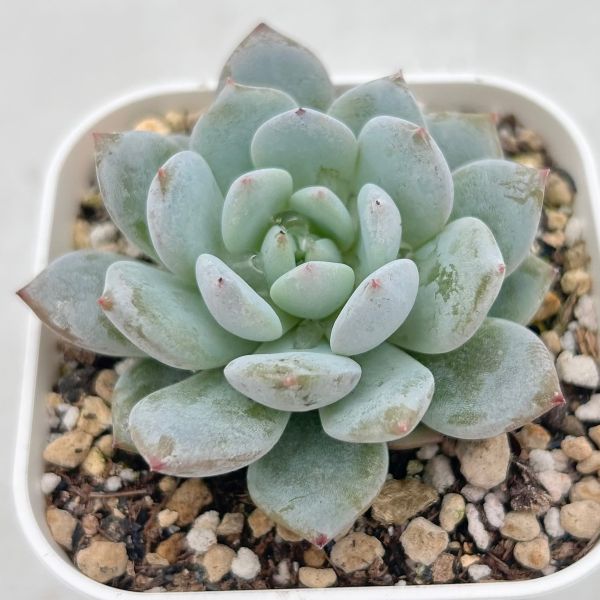 楽天市場】【当店農場生産】◎多肉植物 パキフィツム ビューティーHyb