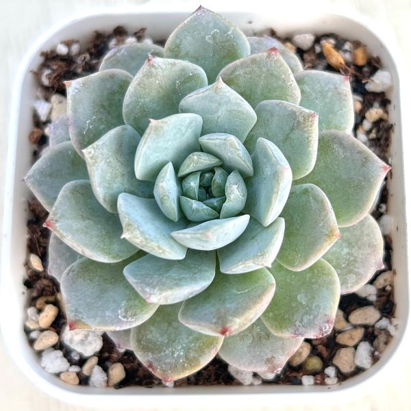 多肉植物　桃太郎　6cmポット 多肉植物 桃太郎 6cmポット