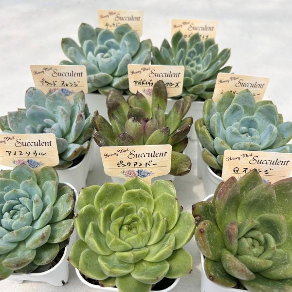 ハオルチア 7種セット　　多肉植物 多肉植物 ハオルチア 7種類セット 2/18更新 : ハニーミント
