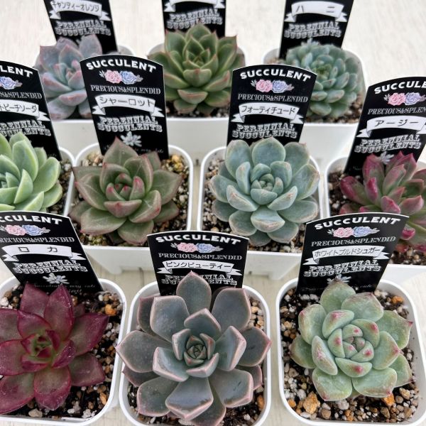 ハオルチア 7種セット　　多肉植物 楽天市場】【当店農場生産】多肉植物 ハオルチア 7種類セット 2