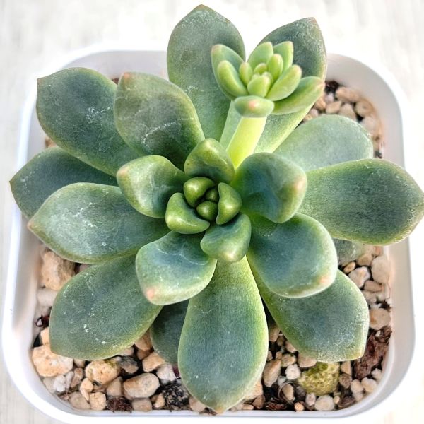 楽天市場】【当店農場生産】○多肉植物 エケベリア ローラ 7.5